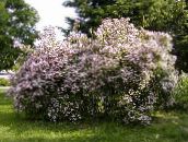 Tuin Bloemen Schoonheid Bush, Kolkwitzia pink