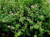 Flores de jardín Cinquefoil, Cinquefoil Arbustiva, Pentaphylloides, Potentilla fruticosa blanco