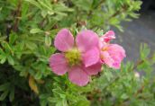 Градински цветове Cinquefoil, Обрасъл С Храсти Cinquefoil, Pentaphylloides, Potentilla fruticosa розов