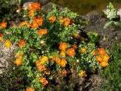 Garden Flowers Cinquefoil, Shrubby Cinquefoil, Pentaphylloides, Potentilla fruticosa orange