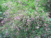 les fleurs du jardin Arbuste Buisson Trèfle, Lespedeza rose