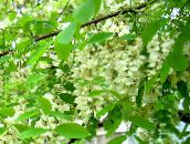 Градински цветове Невярна Acaciaia, Robinia-pseudoacacia бял
