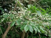Градински цветове Maleberry, Lyonia бял