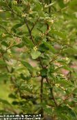 Αγριελιά, Κεράσι Silverberry, Goumi, Ασήμι Buffaloberry (κίτρινος)