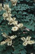 Flores do Jardim Yellowwood Asiático, Maackia Amur branco