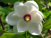 Λουλούδια κήπου Μαγνολία, Magnolia λευκό