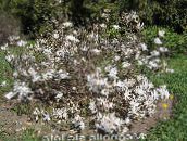 Градински цветове Магнолия, Magnolia бял