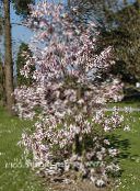 Градински цветове Магнолия, Magnolia розов
