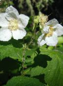 Bahçe çiçekleri Mor Çiçekli Ahududu, Thimbleberry, Rubus beyaz