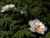 Ogrodowe Kwiaty Piwonia Drzewa, Paeonia-suffruticosa biały