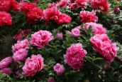 les fleurs du jardin Pivoine D'arbres, Paeonia-suffruticosa rose