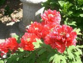 Ogrodowe Kwiaty Piwonia Drzewa, Paeonia-suffruticosa czerwony