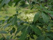 Ogrodowe Kwiaty Drzewo Hop, Jesion Śmierdzący, Jesion Opłatek, Ptelea trifoliata zielony