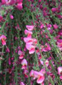 Trädgårdsblommor Kvast, Cytisus rosa