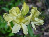 Flores de jardín Azaleas, Pinxterbloom, Rhododendron amarillo