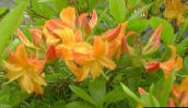 Flores de jardín Azaleas, Pinxterbloom, Rhododendron naranja
