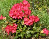 Trädgårdsblommor Azaleor, Pinxterbloom, Rhododendron röd