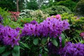 Flores de jardín Azaleas, Pinxterbloom, Rhododendron púrpura