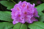 Flores de jardín Azaleas, Pinxterbloom, Rhododendron lila