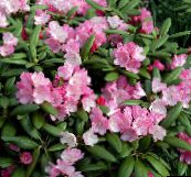 Λουλούδια κήπου Αζαλέες, Pinxterbloom, Rhododendron ροζ