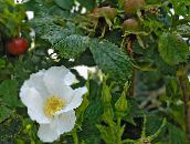 Садовые цветы Роза морщинистая (Роза ругоза), Rosa-rugosa белый
