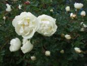 Trädgårdsblommor Ro, rose vit