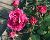 Trädgårdsblommor Ro, rose rosa
