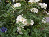 Aed Lilled Polyantha Tõusis, Rosa polyantha valge