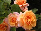 Aed Lilled Polyantha Tõusis, Rosa polyantha oranž