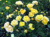 Záhradné kvety Polyantky Ruže, Rosa polyantha žltá