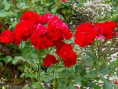 Садовые цветы Розы полиантовые, Rosa polyantha красный