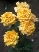 Розы грандифлора