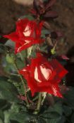 Flores de jardín Grandiflora Subió, Rose grandiflora rojo