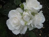 Flores de jardín Grandiflora Subió, Rose grandiflora blanco