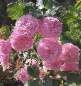 Trädgårdsblommor Ro Vandrare, Klättring Ros, Rose Rambler rosa