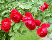 Trädgårdsblommor Ro Vandrare, Klättring Ros, Rose Rambler röd