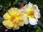 Zahradní květiny Růže Půdopokryvná, Rose-Ground-Cover žlutý