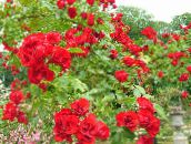 Садові Квіти Троянда Грунтопокривна, Rose-Ground-Cover червоний