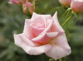 Роза чайно-гибридная