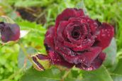 Záhradné kvety Hybrid Čajovej Ruže, Rosa vínny