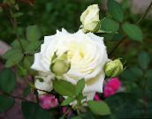 les fleurs du jardin Rosier Hybride De Thé, Rosa blanc