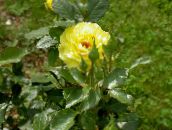 Садовые цветы Роза чайно-гибридная, Rosa желтый