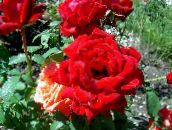 les fleurs du jardin Rosier Hybride De Thé, Rosa rouge