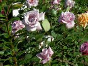 Flores de jardín Té Híbrido Subió, Rosa lila