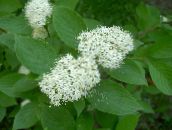 Садові Квіти Дерен Білий (Свідіна Біла), Swida alba (Cornus alba) білий