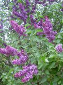 Flores do Jardim Lilás Comum, Lilás Francês, Syringa vulgaris roxo