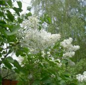 Záhradné kvety Spoločné Orgován, Francúzsky Orgován, Syringa vulgaris biely