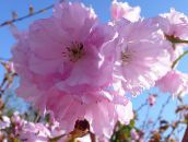 les fleurs du jardin Prunus, Prunier rose