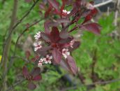 Градински цветове Prunus, Слива бял