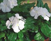 Flores de jardín Vinca Común, Mirto Rastrero, Flor-De-Muerte, Vinca minor blanco